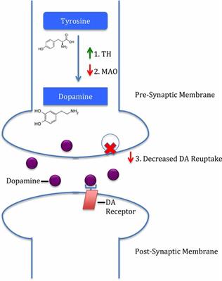 Stress as a Risk Factor for Substance Use Disorders: A Mini-Review of Molecular Mediators